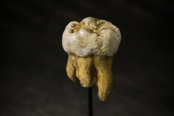 Replica of a Denisovan molar, originally found in Denisova Cave in 2000