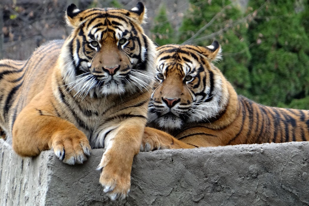 Two Sumatran tigers