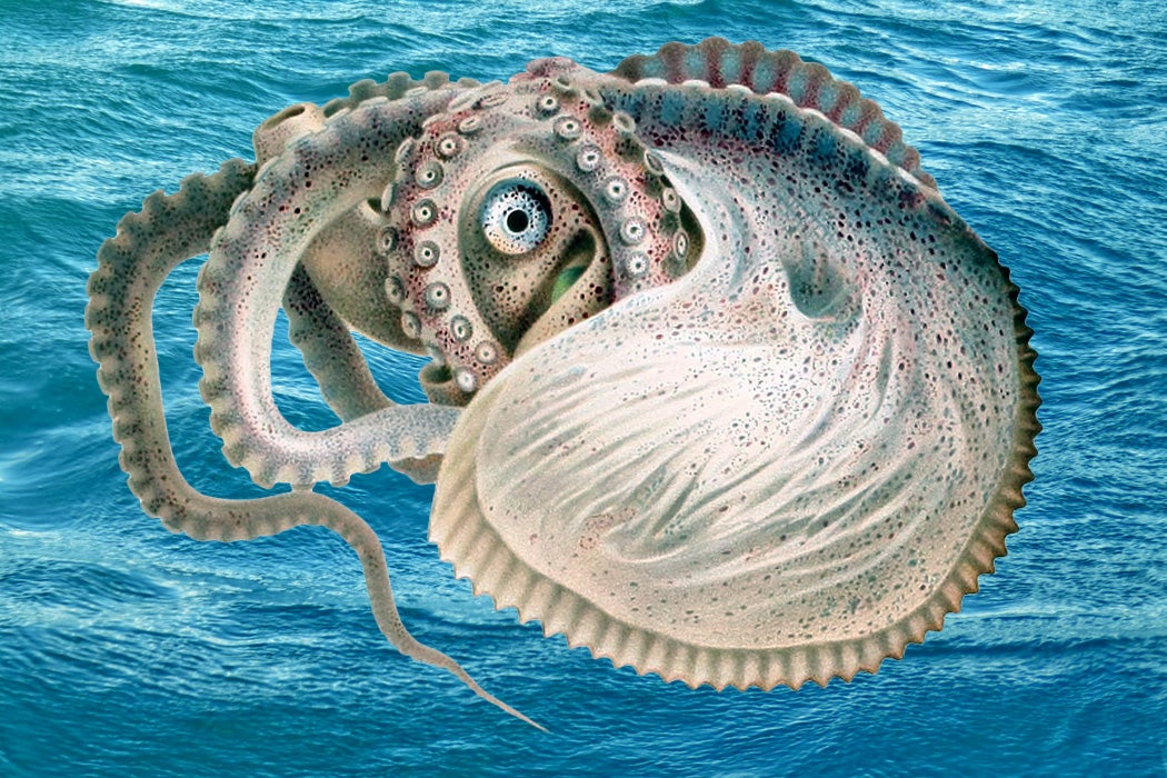 Octopus Eating A Shell