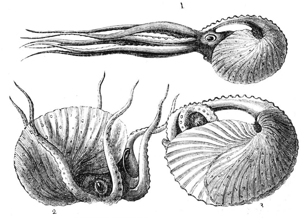 Illustration of a Paper nautilus