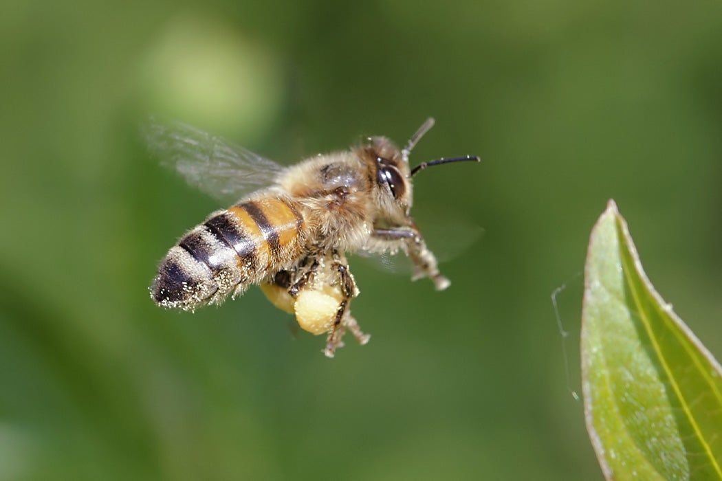 Pornic - 13/08/2019 - Pornic. Au secours des abeilles sauvages avec Hirondelle 