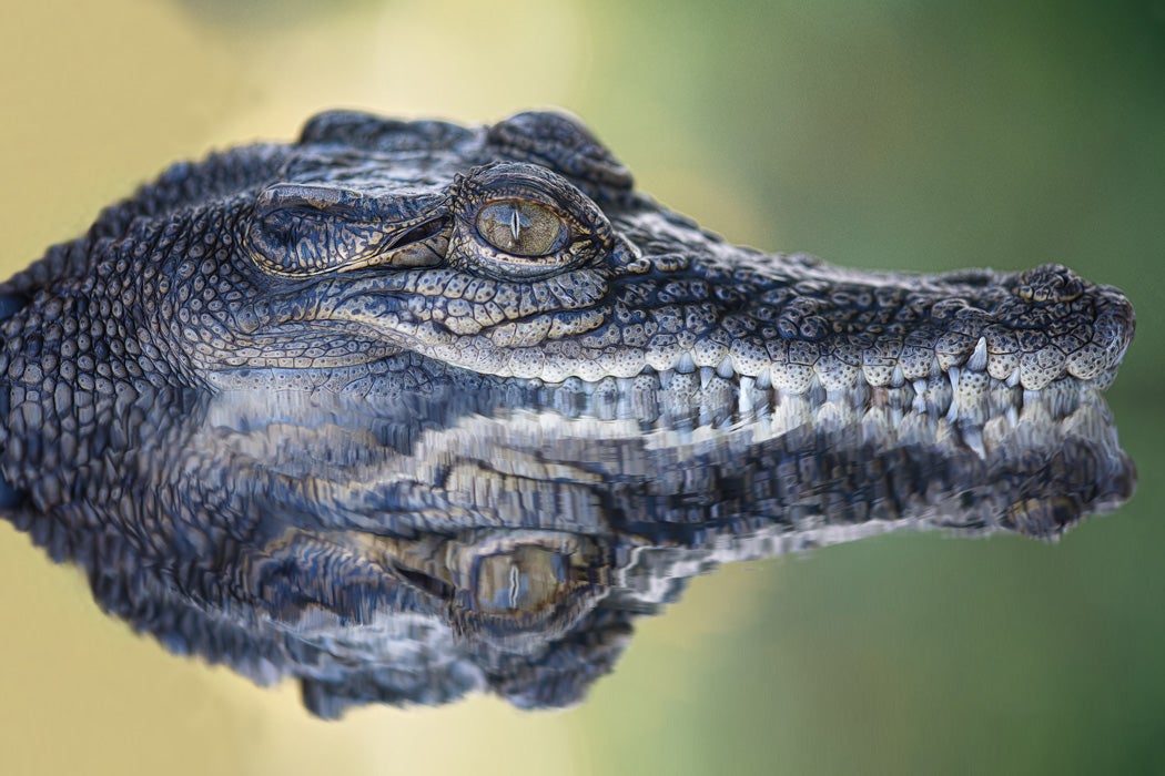 Reflection of crocodile submerged in water, Australia