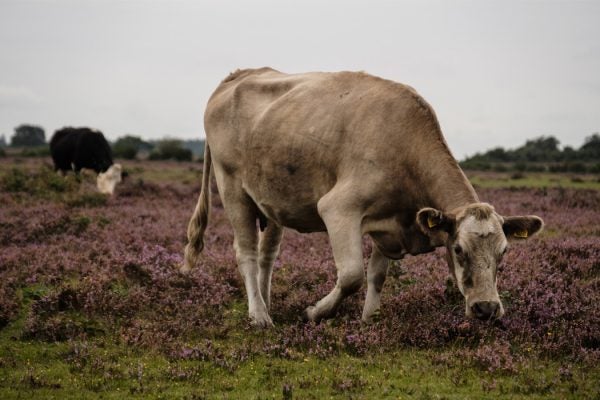 A grazing cow