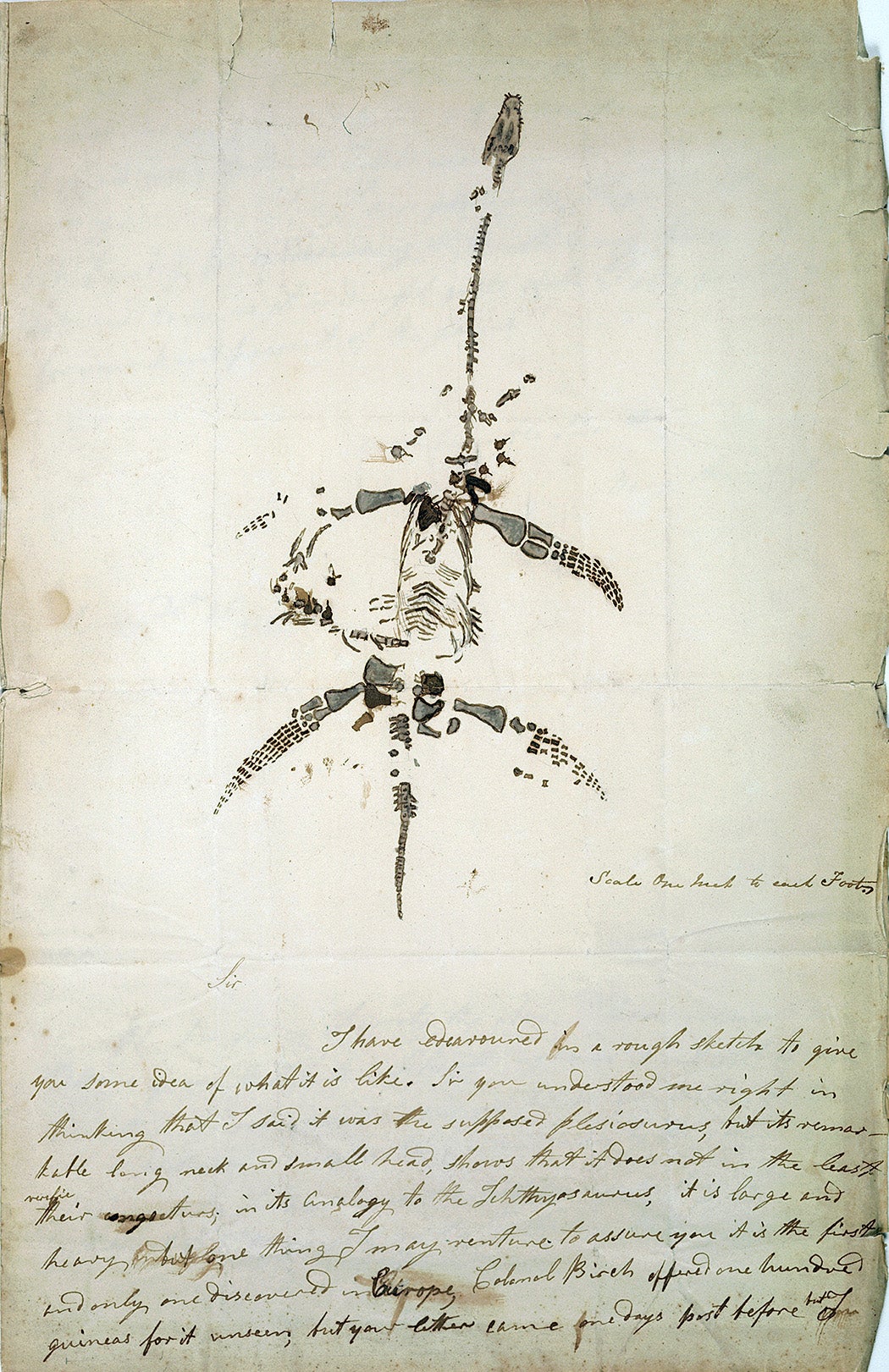 Letter concerning the discovery of plesiosaurus, from Mary Anning