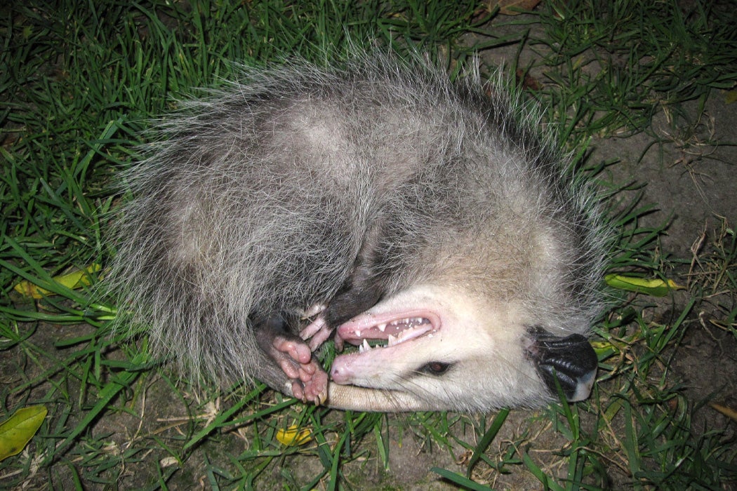 An opossum feigning death