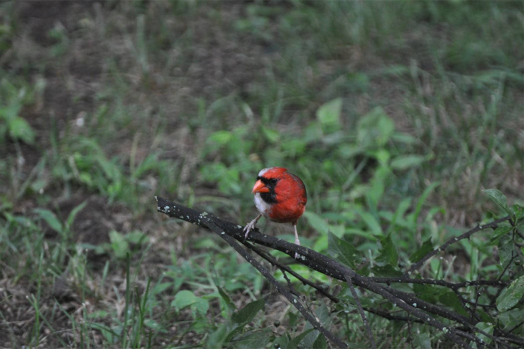 Bilateral Gynandromorph Cardinal