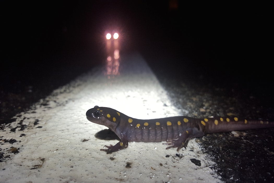 Spotted salamander standing on a painted road line
