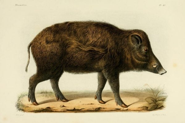 Illustration of a wild boar, between 1868 and 1874