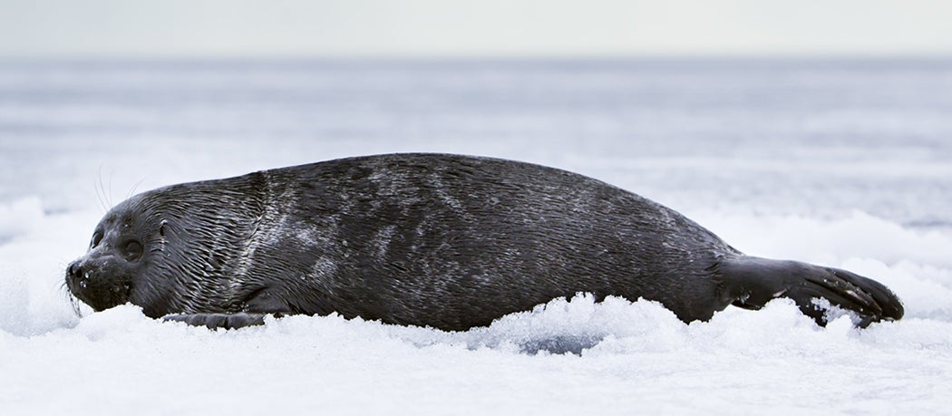 a Baikal Seal