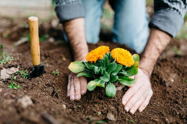 A gardener planting yellow flowers in the soil.