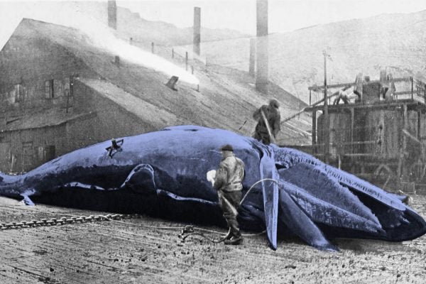 A dead whale being cleaned by whalers