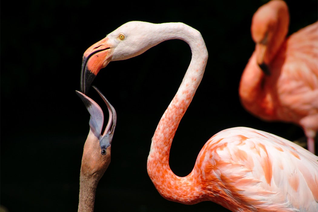 A flamingo feeding its young