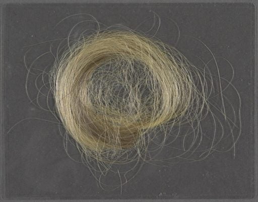 A lock of hair from Walt Whitman