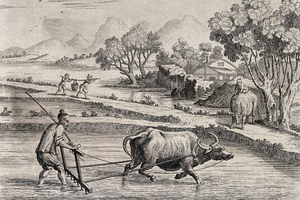 Raking rice paddies in China with an ox-drawn plough. Engraving by J. June after A. Heckel.
