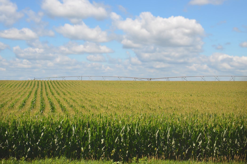 A corn field in Nebraska