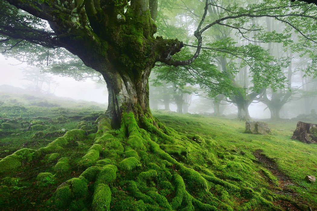 The Phenomenality of Japan's Sacred Shinto Trees - IES