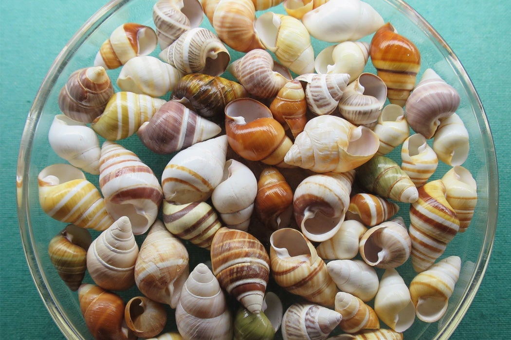 Shells of the Hawaiian tree snail