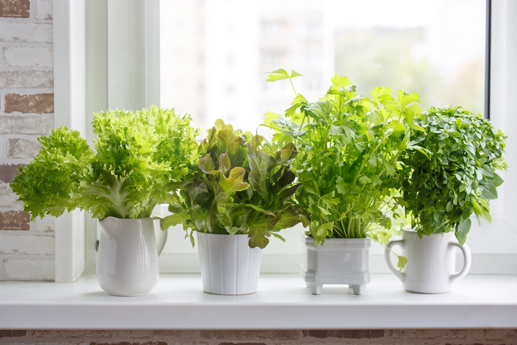 Potted herbs sitting on a windowsill