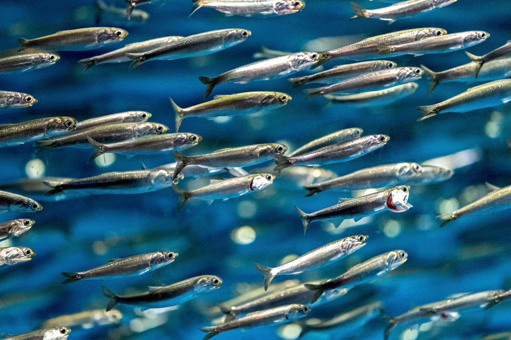 A school of anchovies