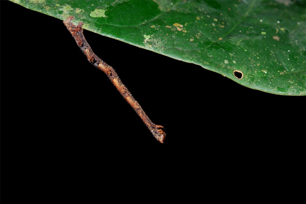 A geometrid moth caterpillar