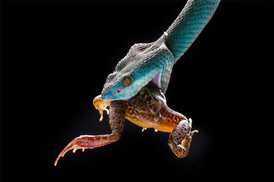 australian snake eating spider