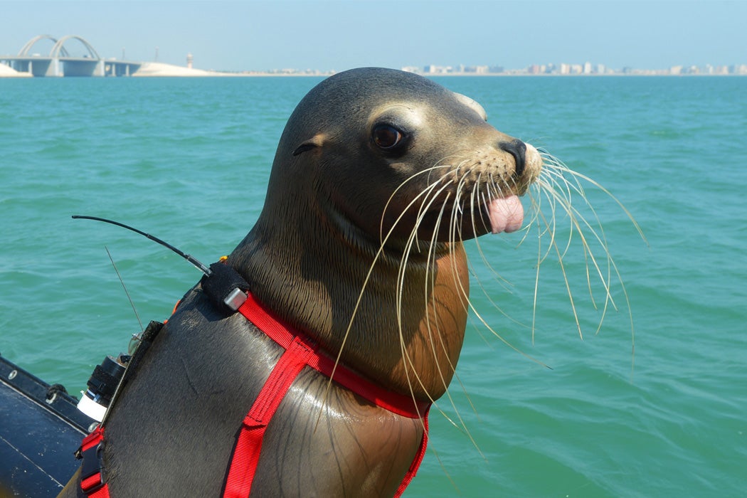 A Navy Marine Mammal Program (NMMP) California sea lion waits for his handler to give the command to search the pier for potential threats during International Mine Countermeasures Exercise (IMCMEX in Manama, Bahrain