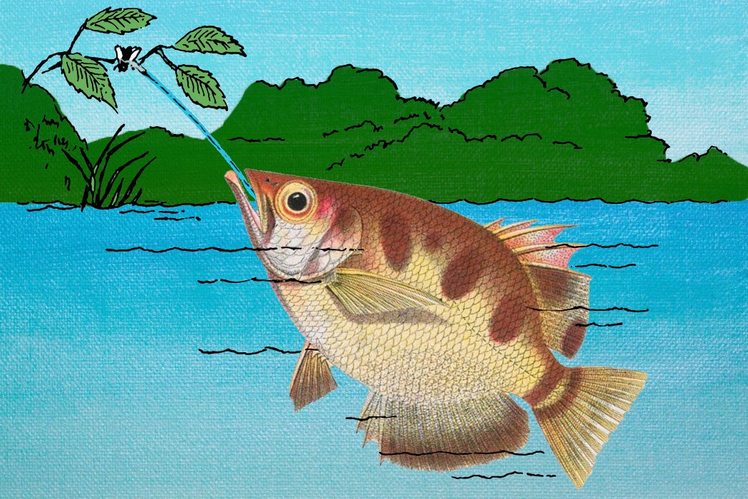 An archerfish shooting water at a bug