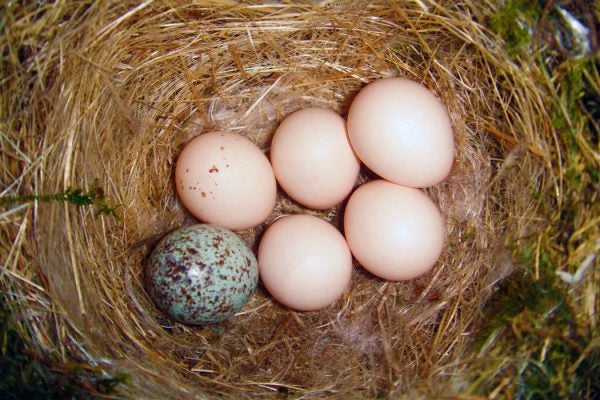 Eastern phoebe nest with one brown-headed cowbird egg