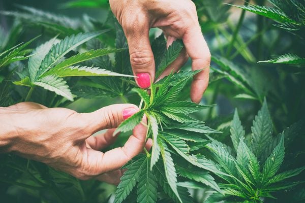 A woman's hands inspecting a cannabis plant