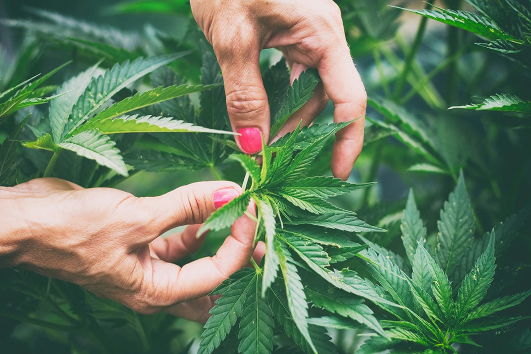 The Environmental Downside Of Cannabis Cultivation Jstor Daily