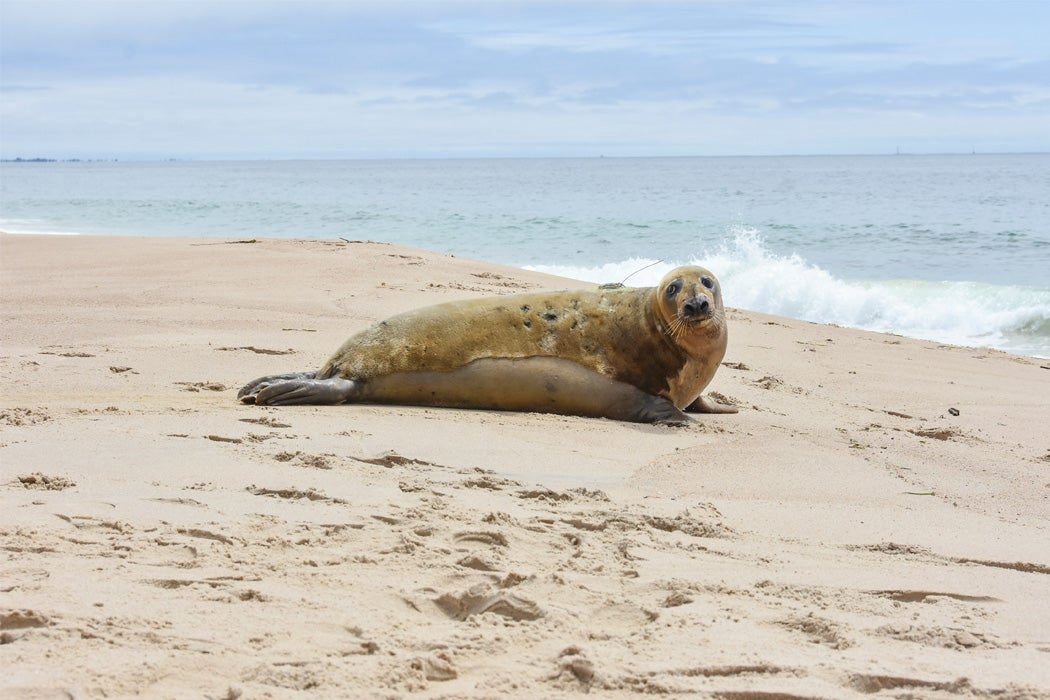 at lege Drik vand Nogen The Seal That Flew 1000 Miles To Get Home - JSTOR Daily