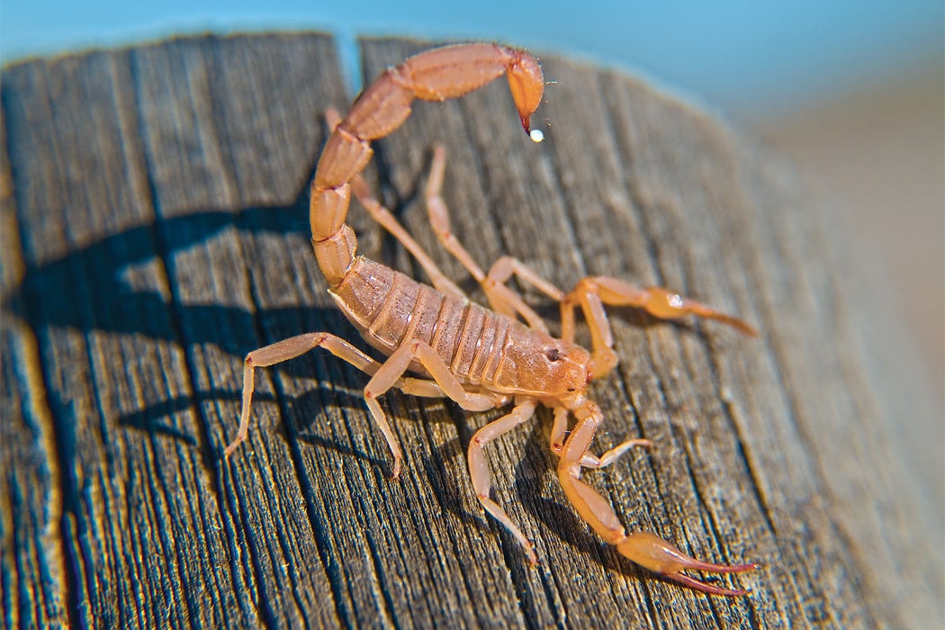 A bark scorpion in Arizona