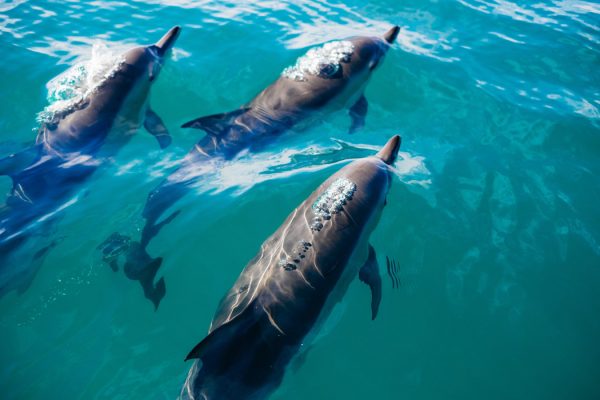 A pod of dolphins