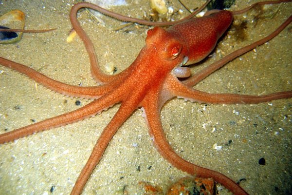Sand Octopus (Octopus kaurna)