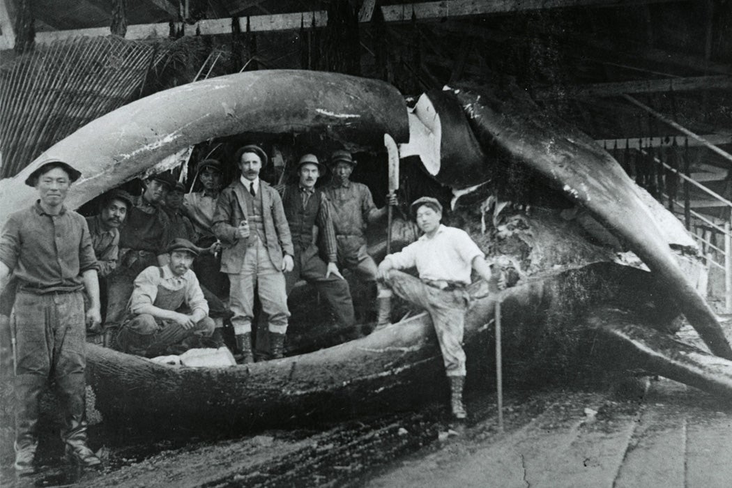 Workers processing whale at whaling station