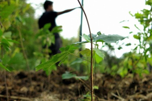 A tree in a native forest planted by Afforestt