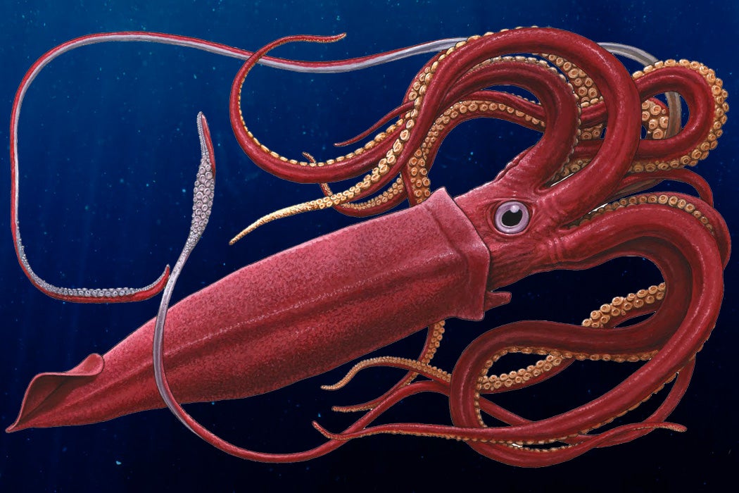 A giant squid