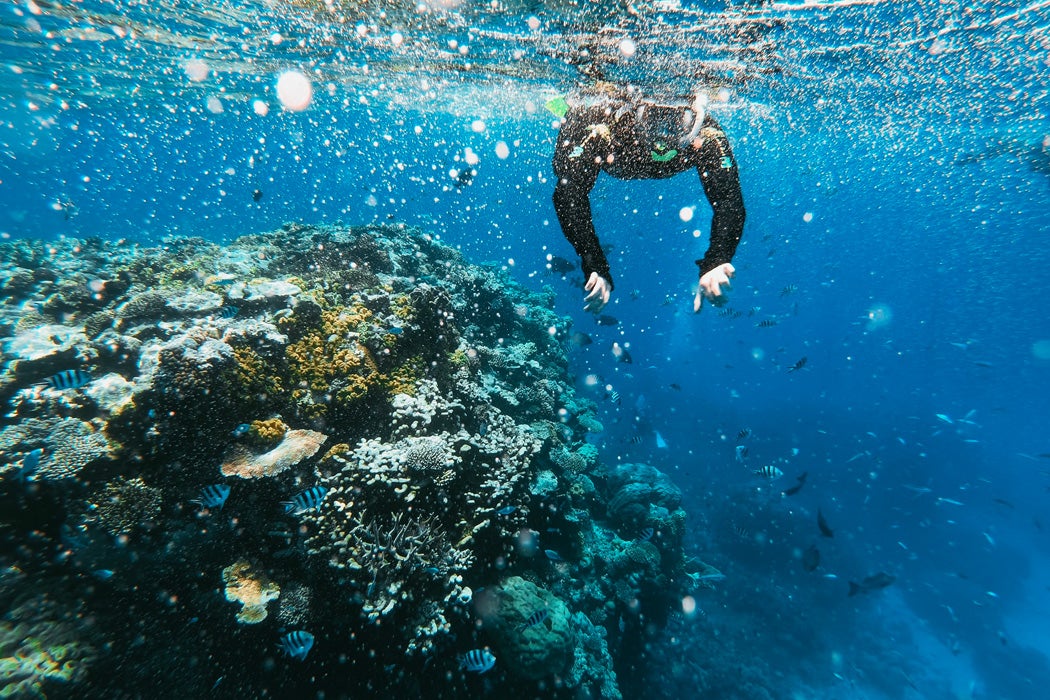 A person swimming near a coral reef
