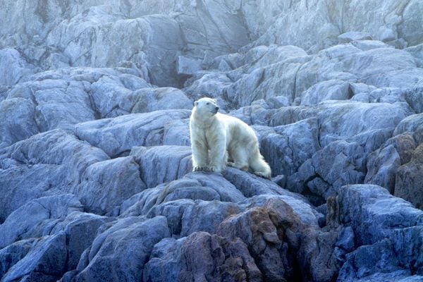 Polar Bear Walking On A Rocky Shore Line