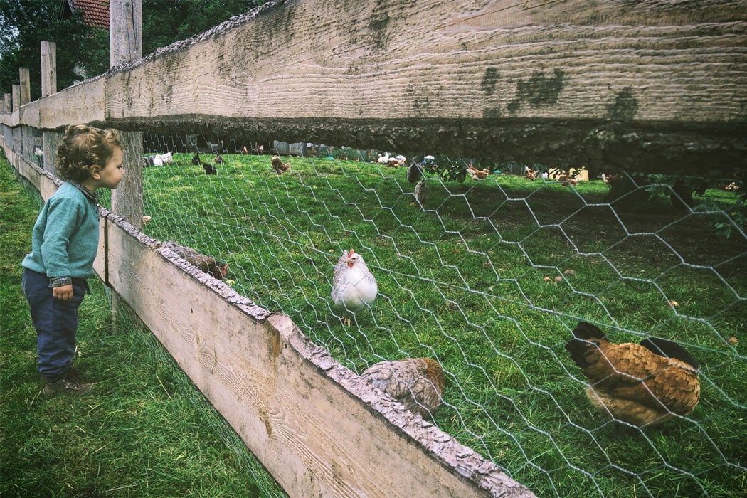 A child on a farm looking at chickens