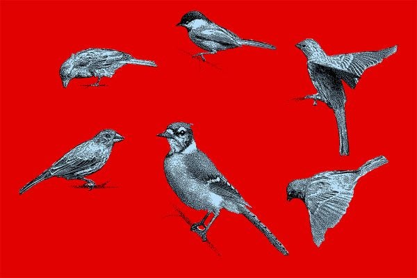 Mezzotint illustrations of Blue Jay, Chickadee, Sparrow, Purple Finch.