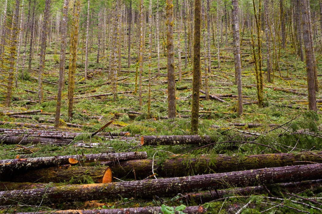 Tree thinning in a national forest shows detail of the logging industry in Oregon.