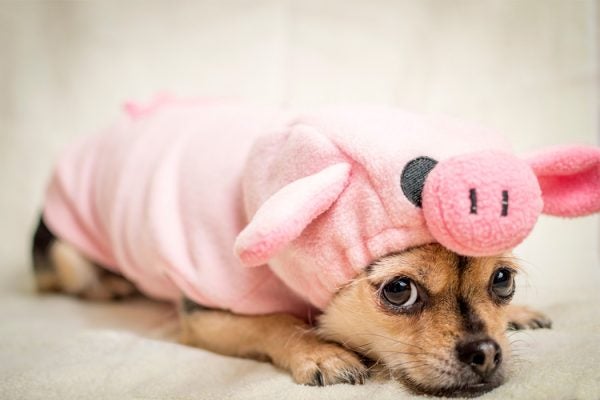 A shameful looking dog in a pig costume