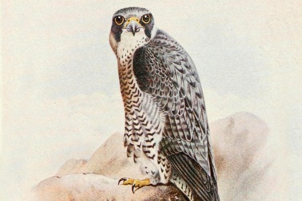 Peregrine Falcon, 1919