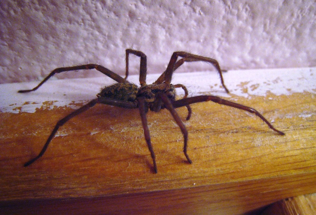 Giant house spider