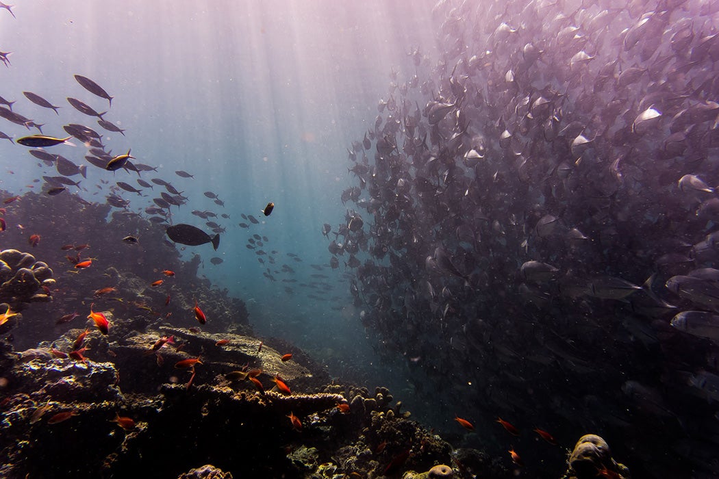 A school of fish beside a coral reef