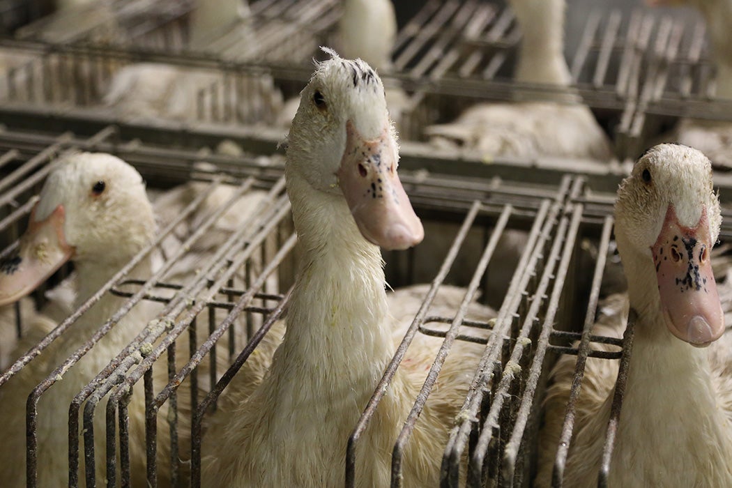 Ducks caged for foie gras