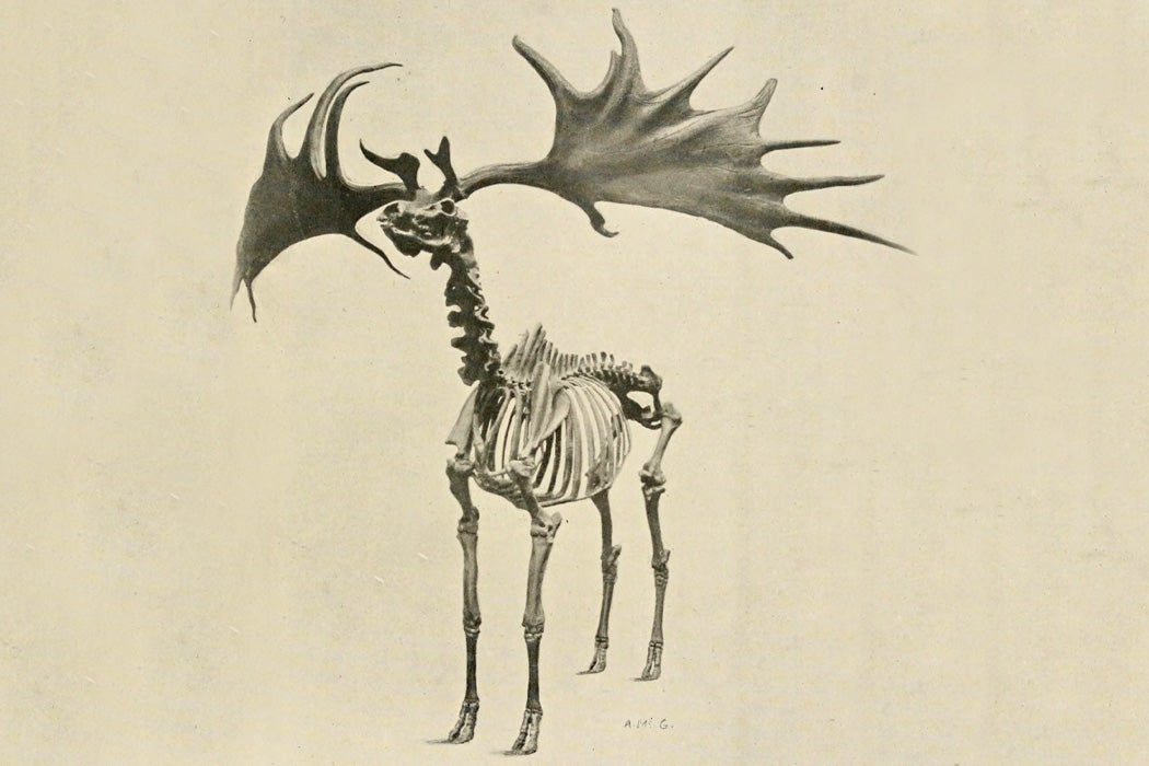 irish elk skeleton