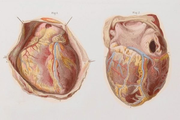 Two illustrations of the heart