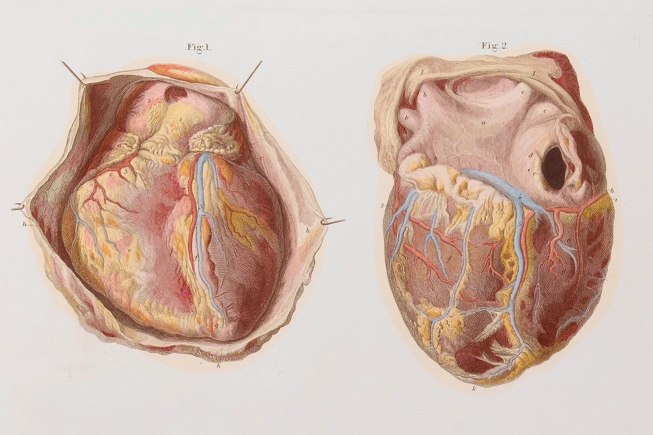 Vesalii  Know more about the Heart